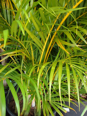 areca lutescens